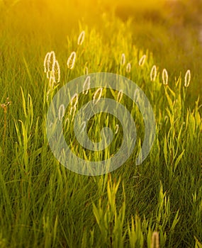 Abstract composition with wild grass