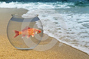 Goals, Freedom, Goldfish, Ocean, Nature photo