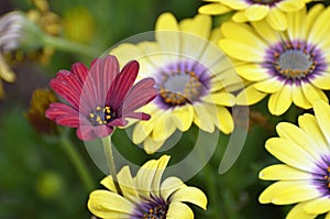 Concetto astratto uno fiore in piedi fuori la folla 