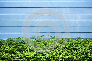 Abstract concrete wall and plant