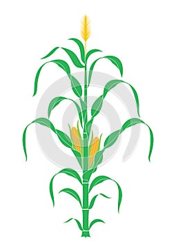 Abstract Corn Stalk. Plant. Vector photo
