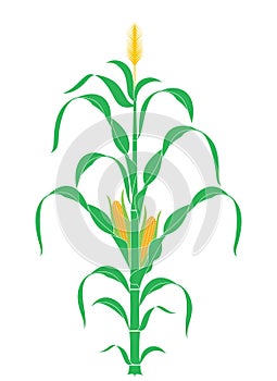 Abstract Corn Stalk. Plant. Vector