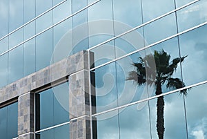 Abstract Corporate Building with Palm Tree Reflection