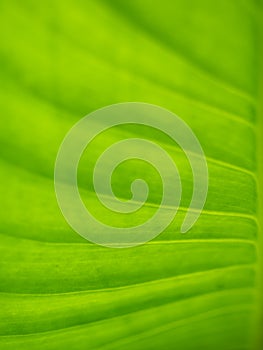 Abstract of The Crystal Anthurium Leaf