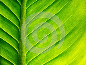 Abstract of Crystal Anthurium Leaf