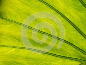 Abstract of Crystal Anthurium Leaf