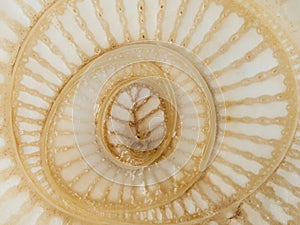 Abstract curve and surface texture of banana tree section