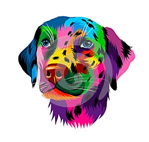 Abstract dalmatian dog head portrait from multicolored paints. Dog muzzle