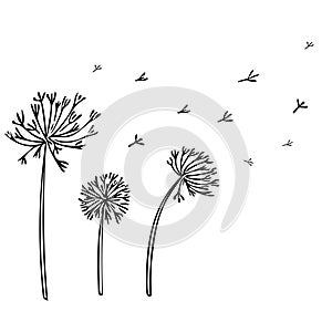 Abstract Dandelion Background with black flowers on white background.