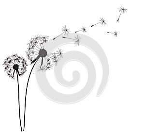 Abstract Dandelion Background Vector Illustration