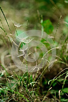 Abstract dandelion flower background, closeup. Big dandelion on a natural background. Art photography