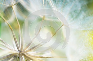 Abstract dandelion flower background, closeup with soft foc