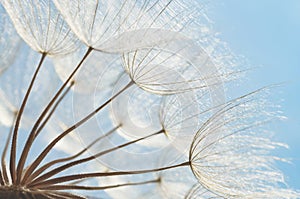 Abstract dandelion flower img