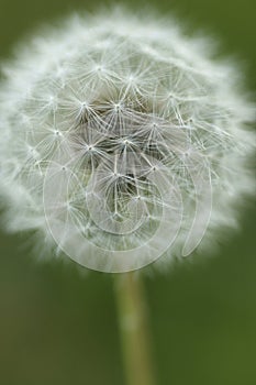 Abstract dandelion flower background, closeup with soft focus