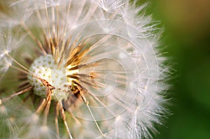 Abstract dandelion flower background, closeup with soft focus