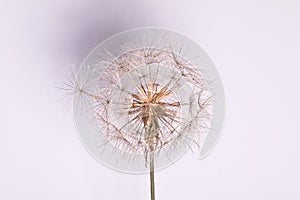 Abstract dandelion flower background, extreme closeup.