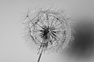 Abstract dandelion flower background, extreme closeup.