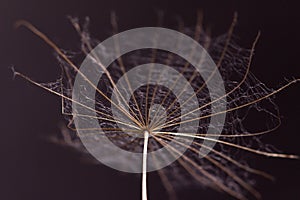 Abstract dandelion flower background, extreme closeup.