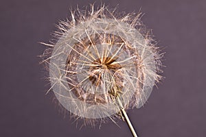 Abstract dandelion flower background, extreme closeup.