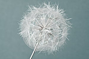 Abstract dandelion flower background, extreme closeup.