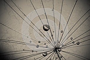 Abstract dandelion flower background, extreme closeup.