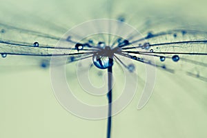 Abstract dandelion flower background, extreme closeup.