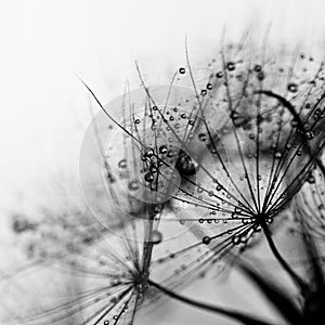 Abstract dandelion flower background, extreme closeup.