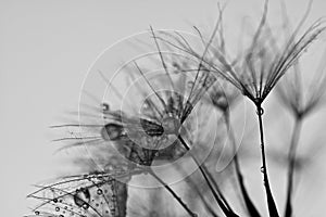 Abstract dandelion flower background, extreme closeup.