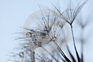 Abstract dandelion flower background, extreme closeup.