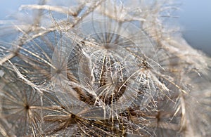 Abstract dandelion flower background, extreme closeup.