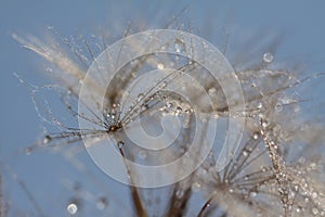 Abstract dandelion flower background, extreme closeup.