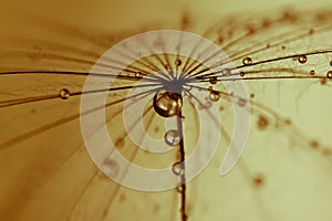 Abstract dandelion flower background, extreme closeup.