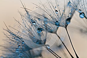 Abstract dandelion flower background, extreme closeup. Big dandelion on natural background.