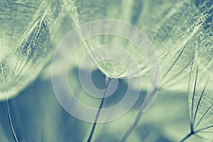 Abstract dandelion flower background, extreme closeup. Big dandelion on natural background. photo