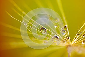 Abstract dandelion flower background. Seed macro closeup. Soft focus