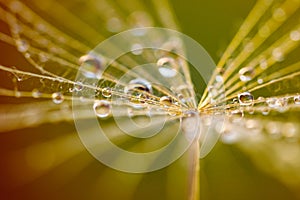 Abstract dandelion flower background. Seed macro closeup. Soft focus