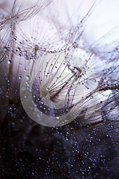 Abstract dandelion flower background. Seed macro closeup. Soft focus