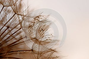 Abstract dandelion flower background. Seed macro closeup. Soft focus