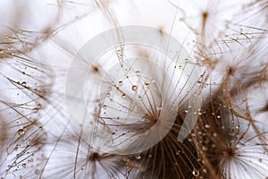 Abstract dandelion flower background. Seed macro closeup. Soft focus