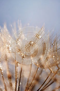 Abstract dandelion flower background. Seed macro closeup. Soft focus