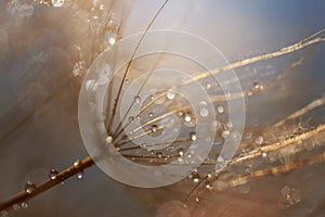 Abstract dandelion flower background. Seed macro closeup. Soft focus