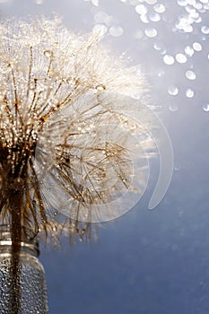 Abstract dandelion flower background. Seed macro closeup. Soft focus