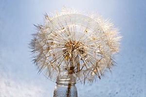 Abstract dandelion flower background. Seed macro closeup. Soft focus