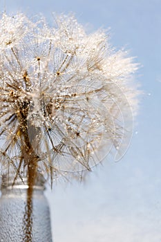 Abstract dandelion flower background. Seed macro closeup. Soft focus