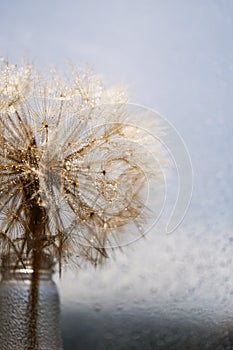 Abstract dandelion flower background. Seed macro closeup. Soft focus