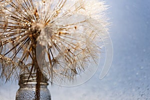 Abstract dandelion flower background. Seed macro closeup. Soft focus