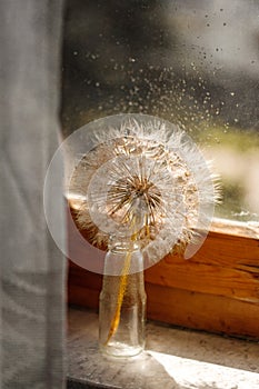 Abstract dandelion flower background. Seed macro closeup. Soft focus