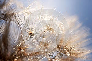 Abstract dandelion flower background. Seed macro closeup. Soft focus