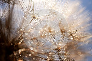 Abstract dandelion flower background. Seed macro closeup. Soft focus