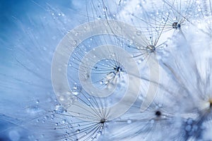 Abstract dandelion flower background. Seed macro closeup. Soft focus